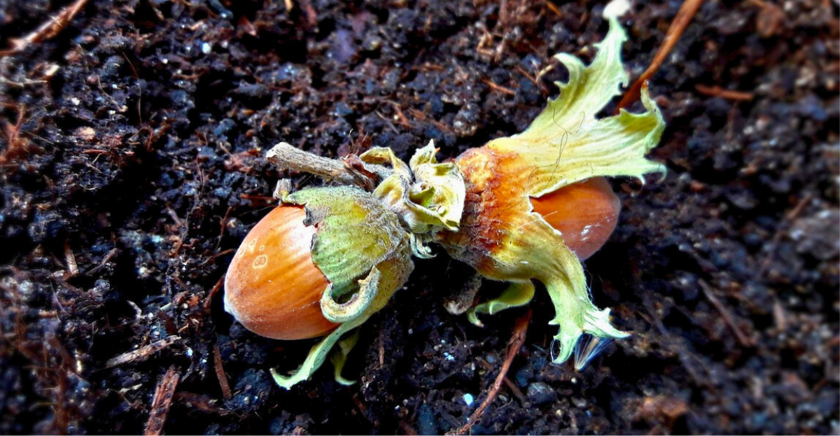 Hazel nuts on the ground